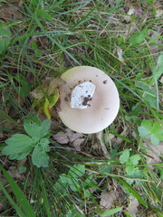 Amanita argentea