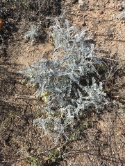 Astragalus miguelensis
