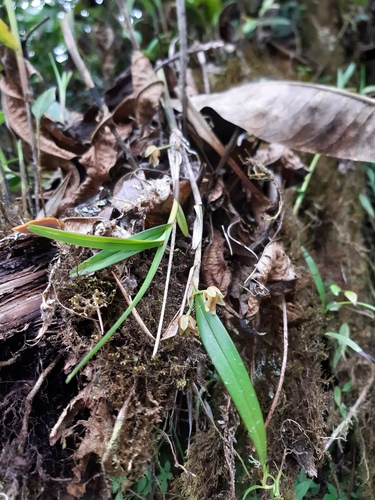 Image of Scaphyglottis punctulata by (c) Thibaud Aronson, some rights reserved (CC BY-SA)