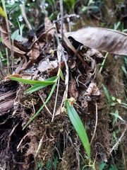 Scaphyglottis punctulata