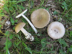 Amanita argentea
