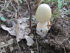 Amanita argentea