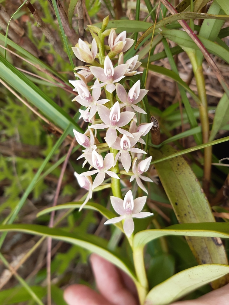 Epidendrum borealistachyum