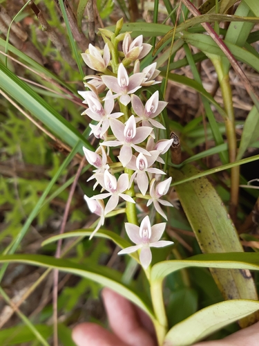 Epidendrum borealistachyum Hágsater, E.Santiago & C.F.Fernández