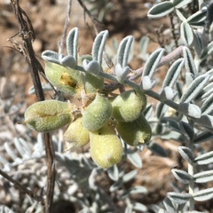 Astragalus miguelensis