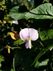 Vigna unguiculata sesquipedalis