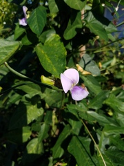 Vigna unguiculata sesquipedalis