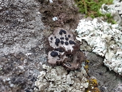 Umbilicaria virginis