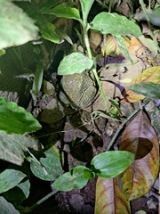 Duttaphrynus melanostictus