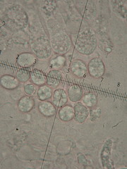 Amanita argentea