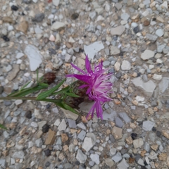 Centaurea jacea substituta