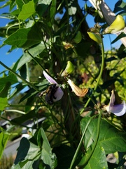 Vigna unguiculata sesquipedalis