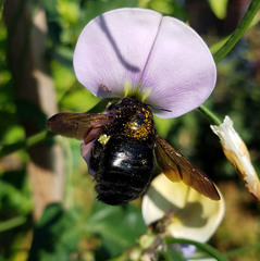 Xylocopa sonorina