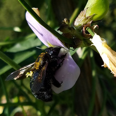 Xylocopa sonorina