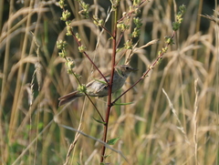 Locustella luscinioides