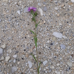 Centaurea jacea substituta