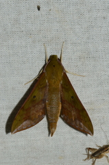 Rhagastis olivacea