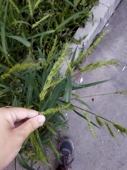 Echinochloa crus-galli