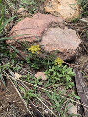 Pseudocymopterus