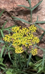 Pseudocymopterus