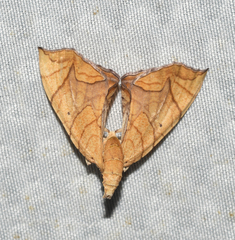 Eulithis gracilineata