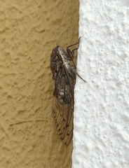 Cicada barbara lusitanica