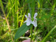 Stachys hyssopifolia