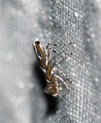 Parectopa pennsylvaniella