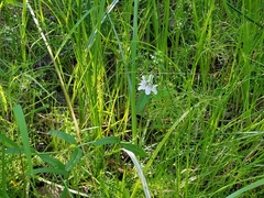 Stachys hyssopifolia