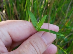 Stachys hyssopifolia