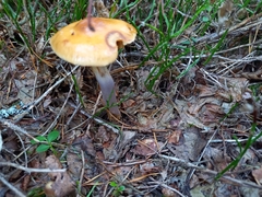 Cortinarius collinitus
