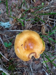 Cortinarius collinitus