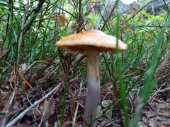 Cortinarius collinitus