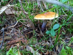 Cortinarius collinitus