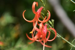 Anisacanthus linearis