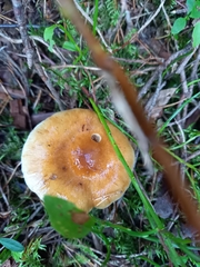 Cortinarius collinitus