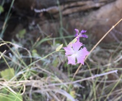 Dianthus hyssopifolius