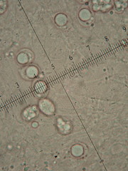 Amanita argentea