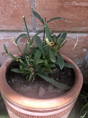 Hygrophila
