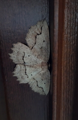 Megalycinia serraria