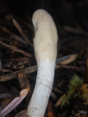 Trichoderma leucopus