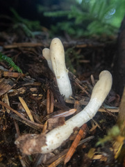 Trichoderma leucopus