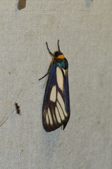 Macrobrochis prasena