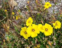 Tuberaria globulariifolia