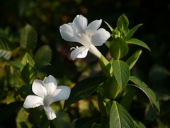 Barleria grandiflora