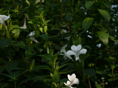 Barleria grandiflora