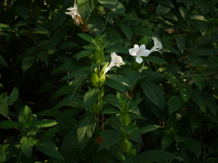 Barleria grandiflora