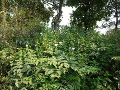 Barleria grandiflora