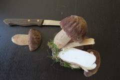 Boletus aereus