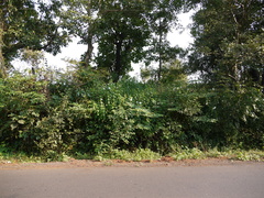 Barleria grandiflora